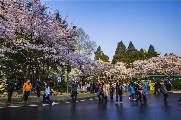武漢磨山櫻花+戶部巷+楚河漢街+東湖聽濤風景區汽車兩日游