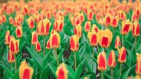 岳陽花語世界、汴河街一日游