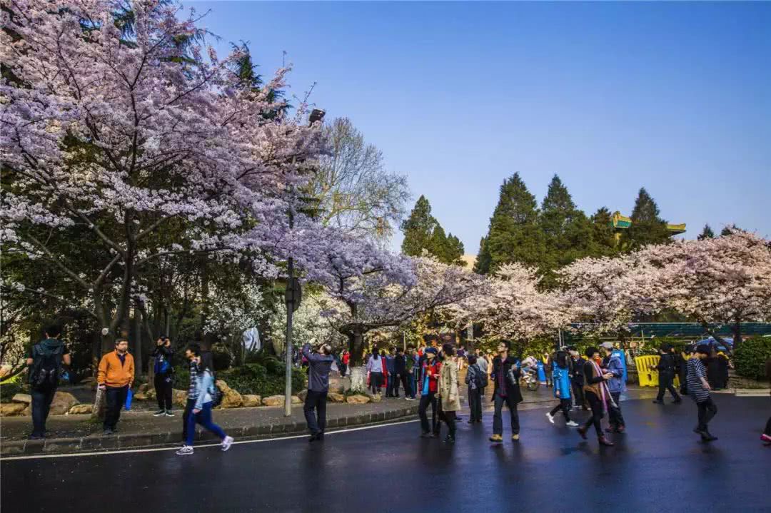 武漢磨山櫻花+戶部巷+楚河漢街+東湖聽濤風景區汽車兩日游